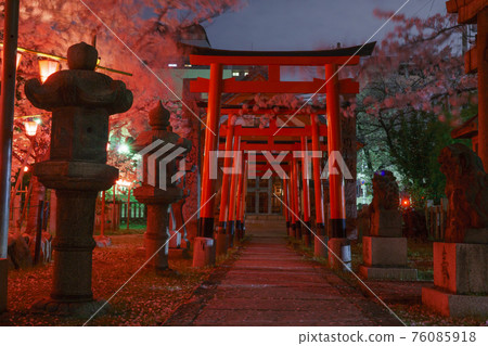 Tosa Inari Shrine Night Cherry Blossom Light Up Night Cherry Blossom Dedication [Nishi-ku, Osaka] 76085918