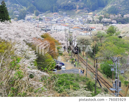 Shizuoka Prefecture Ieyama Sakura and SL Sakura Spring 76085929