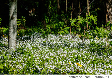 White wildflowers of Claytonia sibirica in shady forest White wildflowers of Claytonia sibirica in shady forest 76086061