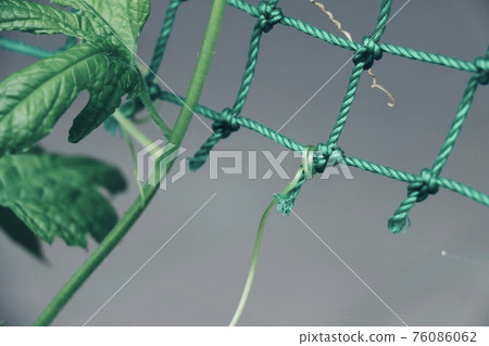 Summer loofah 76086062