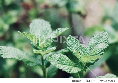 Mint 76086064