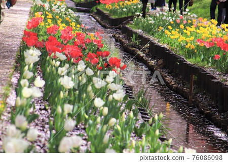 Spring rampant tulip Spring rampant tulip 76086098