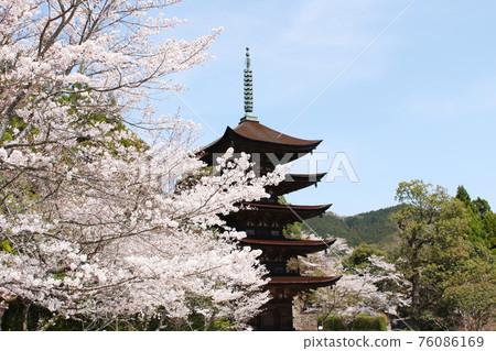 國寶琉璃子寺五層寶塔光山公園山口縣山口市櫻花 國寶琉璃子寺五層寶塔光山公園山口縣山口市櫻花 76086169