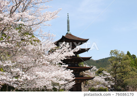 國寶琉璃子寺五層寶塔光山公園山口縣山口市櫻花 國寶琉璃子寺五層寶塔光山公園山口縣山口市櫻花 76086170