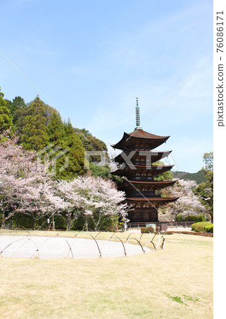 國寶琉璃子寺五層寶塔光山公園山口縣山口市櫻花 國寶琉璃子寺五層寶塔光山公園山口縣山口市櫻花 76086171