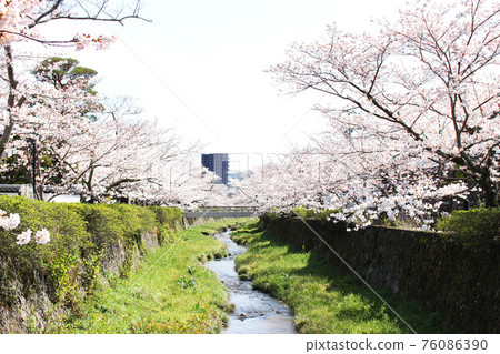 Ichinosaka River Ichino Sakagawa Sakura Somei Yoshino Cherry Blossom Spring Yamaguchi City, Yamaguchi Prefecture Ichinosaka River Ichino Sakagawa Sakura Somei Yoshino Cherry Blossom Spring Yamaguchi City, Yamaguchi Prefecture 76086390