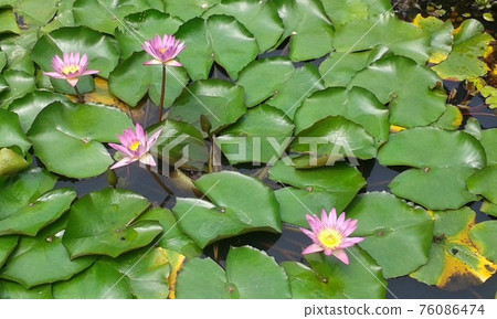 Lian flower Lian flower 76086474