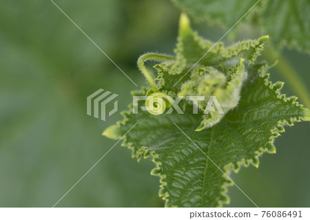 藤蔓植物 藤蔓植物 76086491