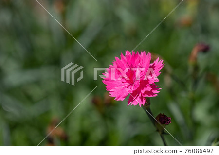 康乃馨 康乃馨 76086492