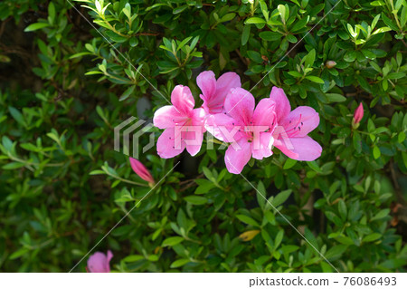 Azalea Azalea 76086493