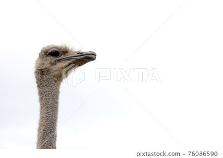 Ostrich head on a long neck. Ostrich head on a long neck. 76086590