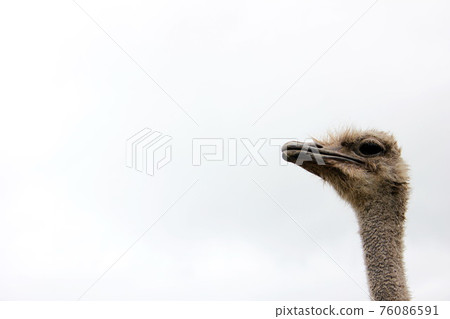 Ostrich head on a long neck against the sky 76086591