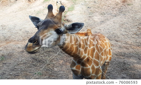 Giraffe looks at the camera. Close up. 76086593