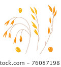 Hand drawn set of oats, oatmeal, oat grain. Stock vector isolated on white background. Healthy food design. 76087198