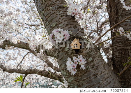 小房子(櫻花背景春天版) 小房子(櫻花背景春天版) 76087224