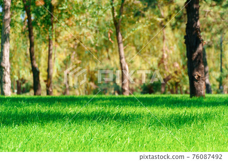 city park on a summer day, green lawns with grass and trees, bright sunlight and shadows 76087492