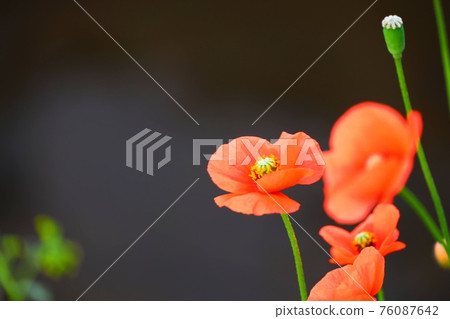 罌粟花 76087642