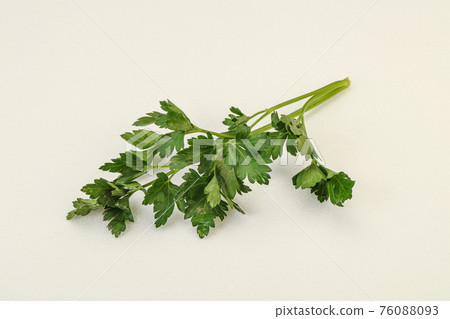 Green fresh parsley branch herb 76088093