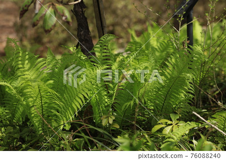 蕨類 76088240
