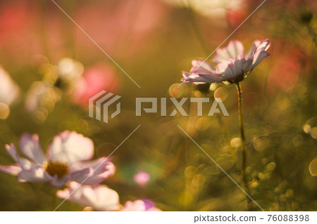 Fall cherry tree 76088398