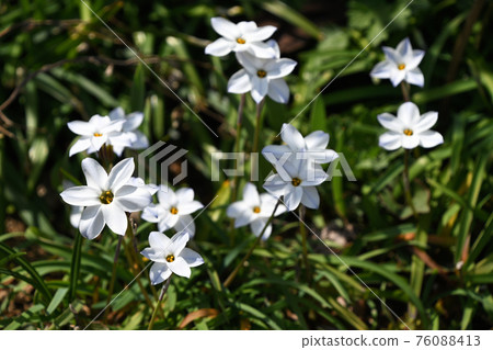 哈納尼拉（哈納） 76088413