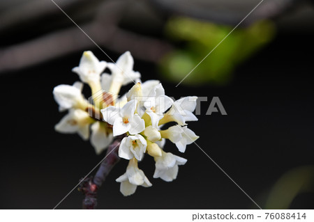 白色風鈴草（白花沉沒的花） 76088414