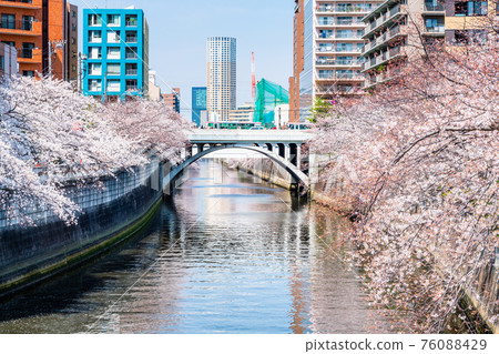 東京目黑川上的一排櫻花樹（來自太古橋） 76088429