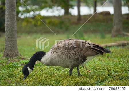 Canadian goose looking for food 76088462