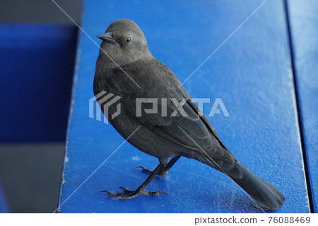 Little bird standing on blue chair Little bird standing on blue chair 76088469