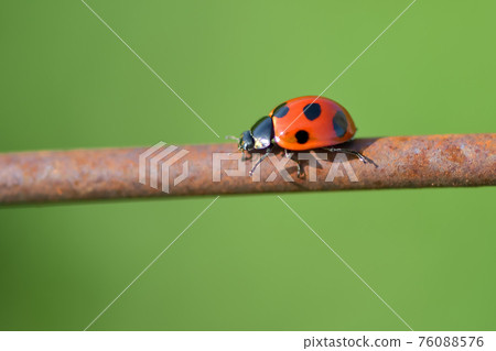 Nana Hoshi Tentou 76088576