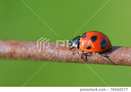 Nana Hoshi Tentou 76088577