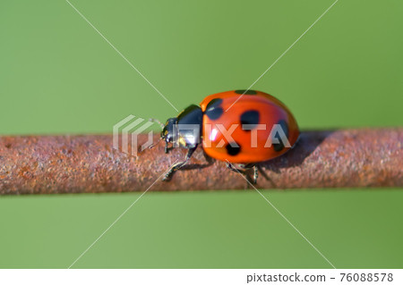 Nana Hoshi Tentou Nana Hoshi Tentou 76088578