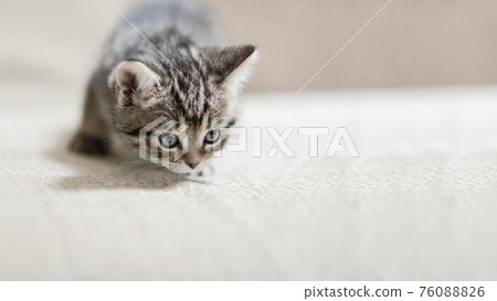 gray beautiful little kitten gray beautiful little kitten 76088826