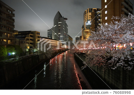 Night cherry blossoms along the river Night cherry blossoms along the river 76088998