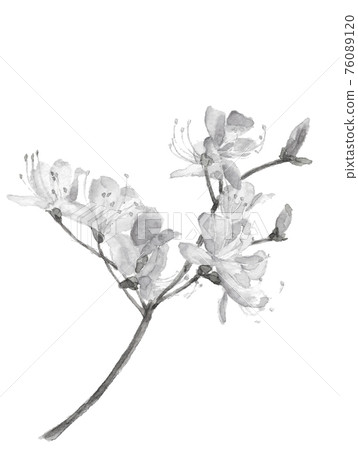 Ink painting style watercolor: Azalea flowers, branches, monotone, spring, April, material, white background, copy space available Ink painting style watercolor: Azalea flowers, branches, monotone, spring, April, material, white background, copy space available 76089120