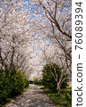 A small road lined with beautiful cherry blossom trees 76089394