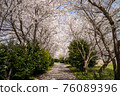 A small road lined with beautiful cherry blossom trees 76089396