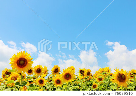 Hokkaido summer blue sky and sunflower field 76089510