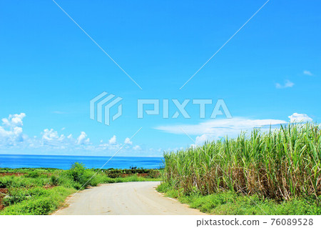 Okinawa blue sky and sugar cane field scenery 76089528