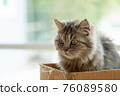 Homeless kitten in box 76089580