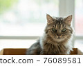 Homeless kitten in box 76089581