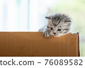 Homeless kitten in box 76089582