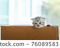 Homeless kitten in box 76089583