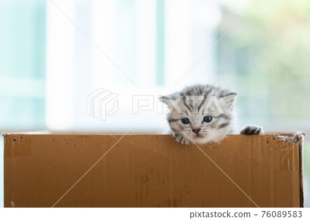 Homeless kitten in box Homeless kitten in box 76089583