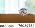 Homeless kitten in box 76089584