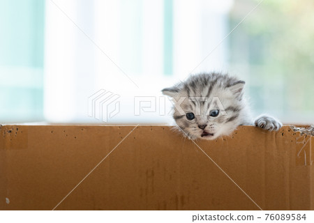 Homeless kitten in box Homeless kitten in box 76089584
