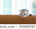 Homeless kitten in box 76089585