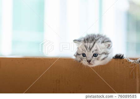 Homeless kitten in box Homeless kitten in box 76089585