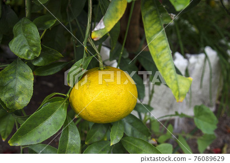 Citrus fruit on the tree Citrus fruit on the tree 76089629