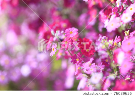 可愛的報春花 76089636